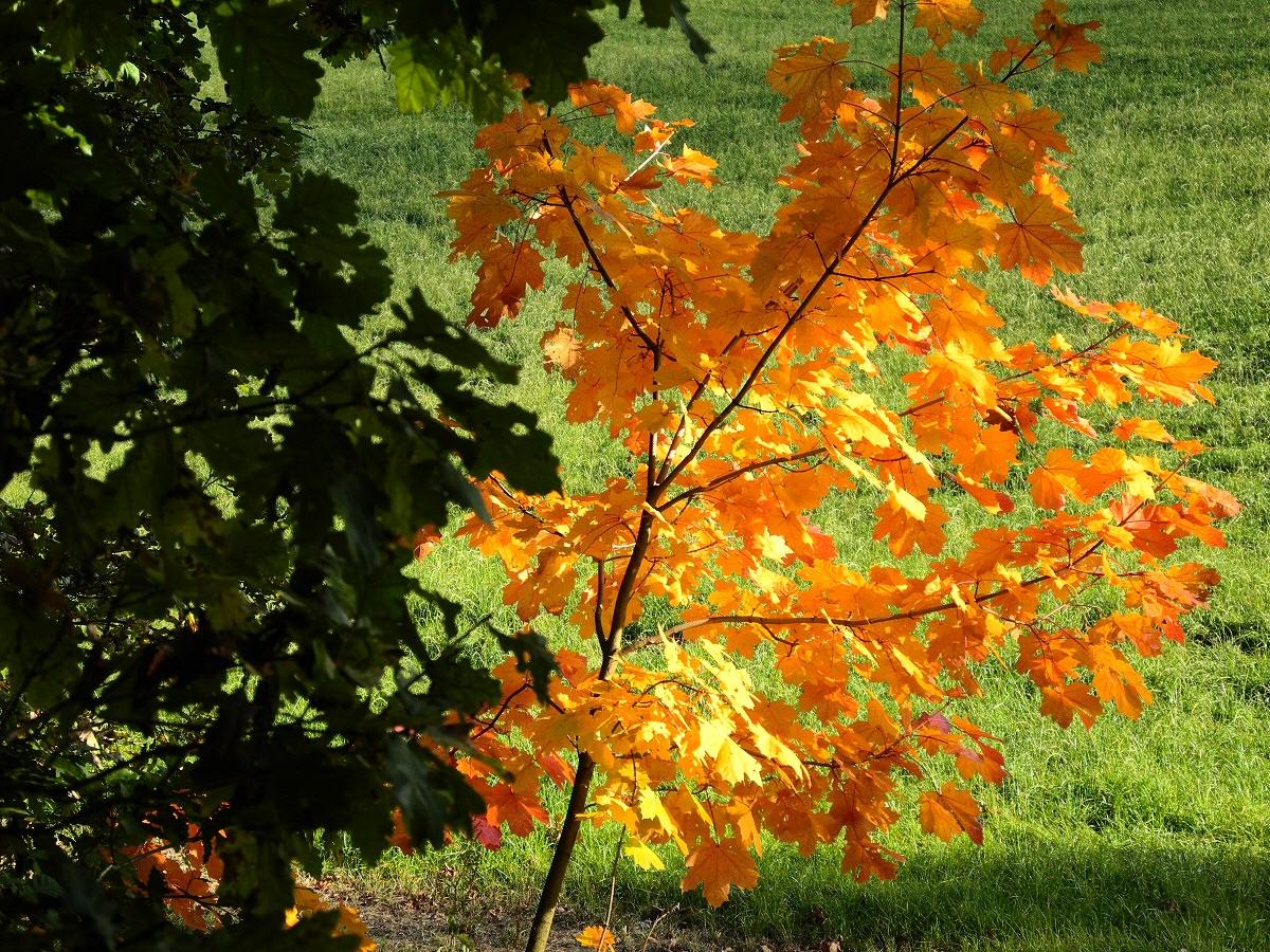 Papstdorf_Herbst_2012 (9)